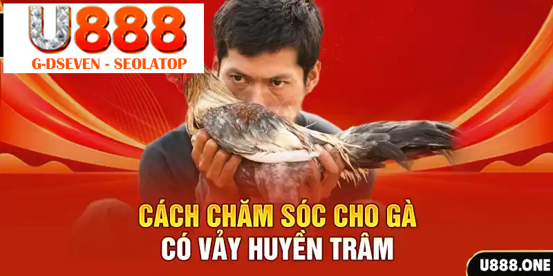 Cách chăm sóc cho gà có vảy Huyền Trâm