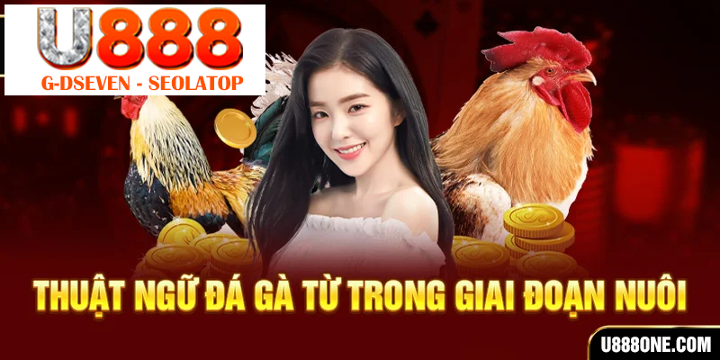 Thuật ngữ đá gà từ trong giai đoạn nuôi