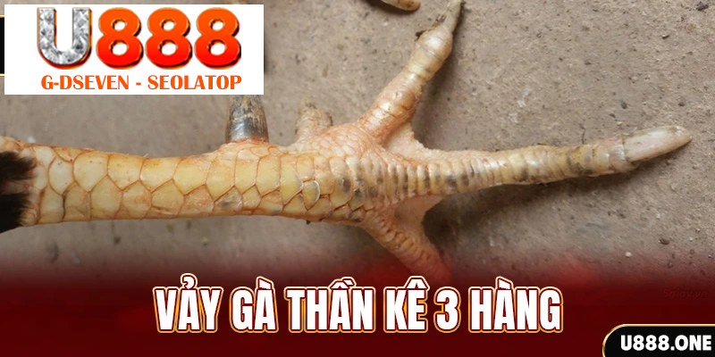 Vảy gà thần kê 3 hàng